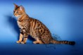 /album/amina/a1-bengal-cat-beauty-cat-faith-amina-jpg/